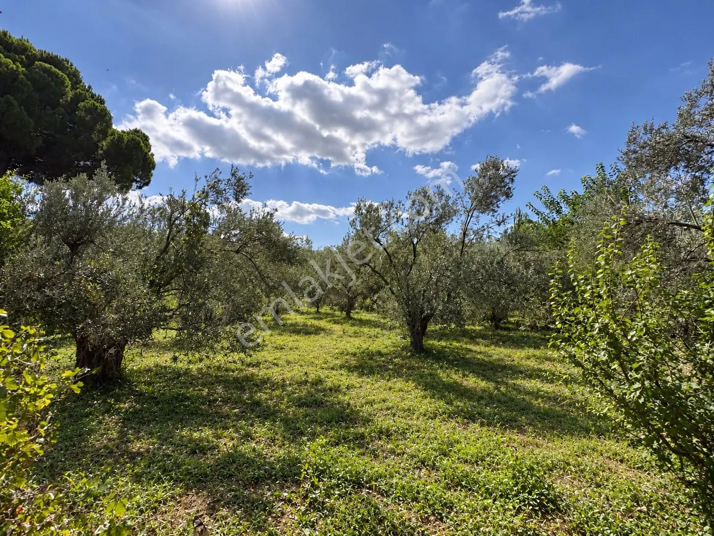 Mera Emlaktan Havran Temaşalık 1.400m2 10 Villalık İmaralı Arsa — fotoğraf 2
