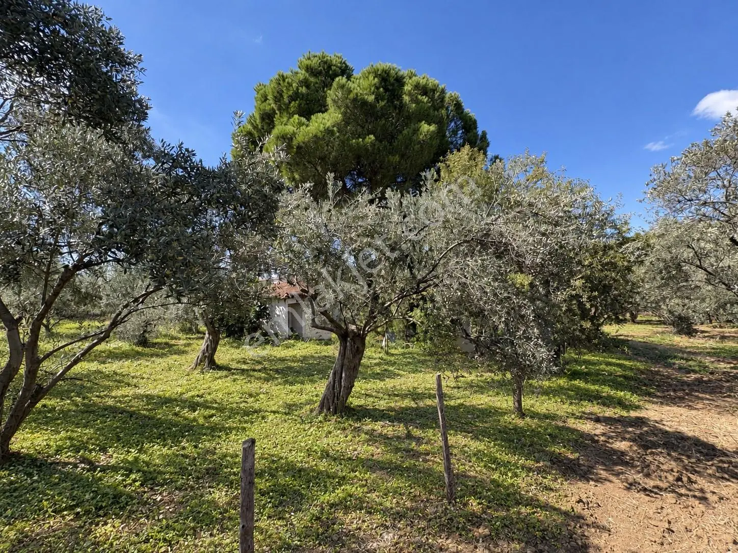 Mera Emlaktan Havran Temaşalık 1.400m2 10 Villalık İmaralı Arsa — fotoğraf 5