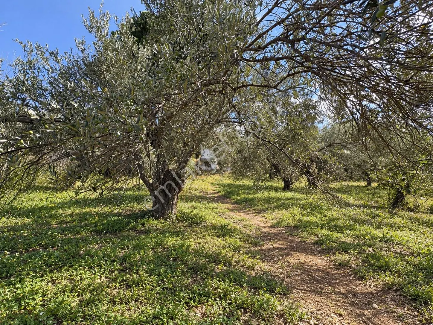 Mera Emlaktan Havran Temaşalık 1.400m2 10 Villalık İmaralı Arsa — fotoğraf 16