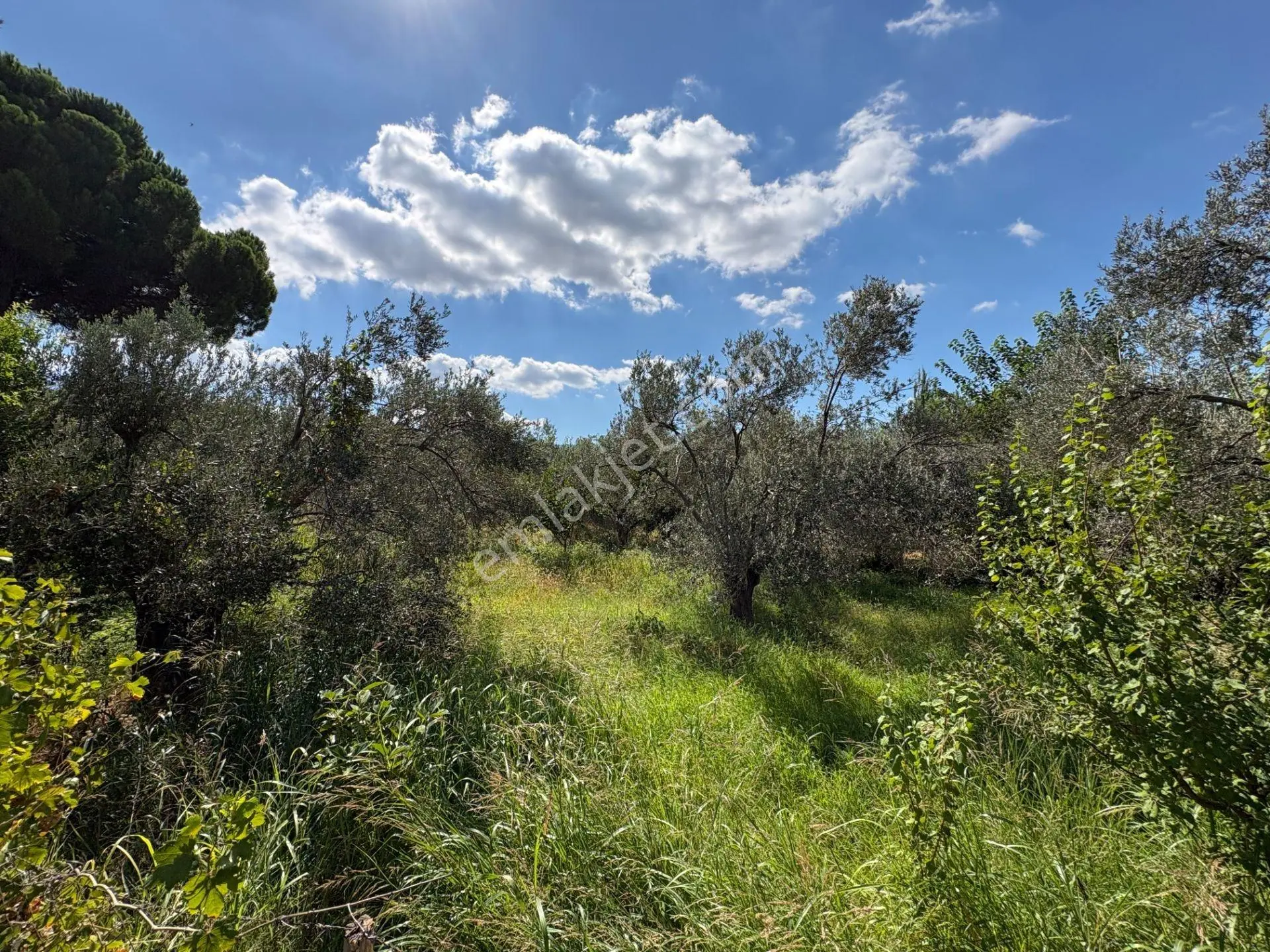 Mera Emlaktan Havran Temaşalık 1.400m2 10 Villalık İmaralı Arsa — fotoğraf 30