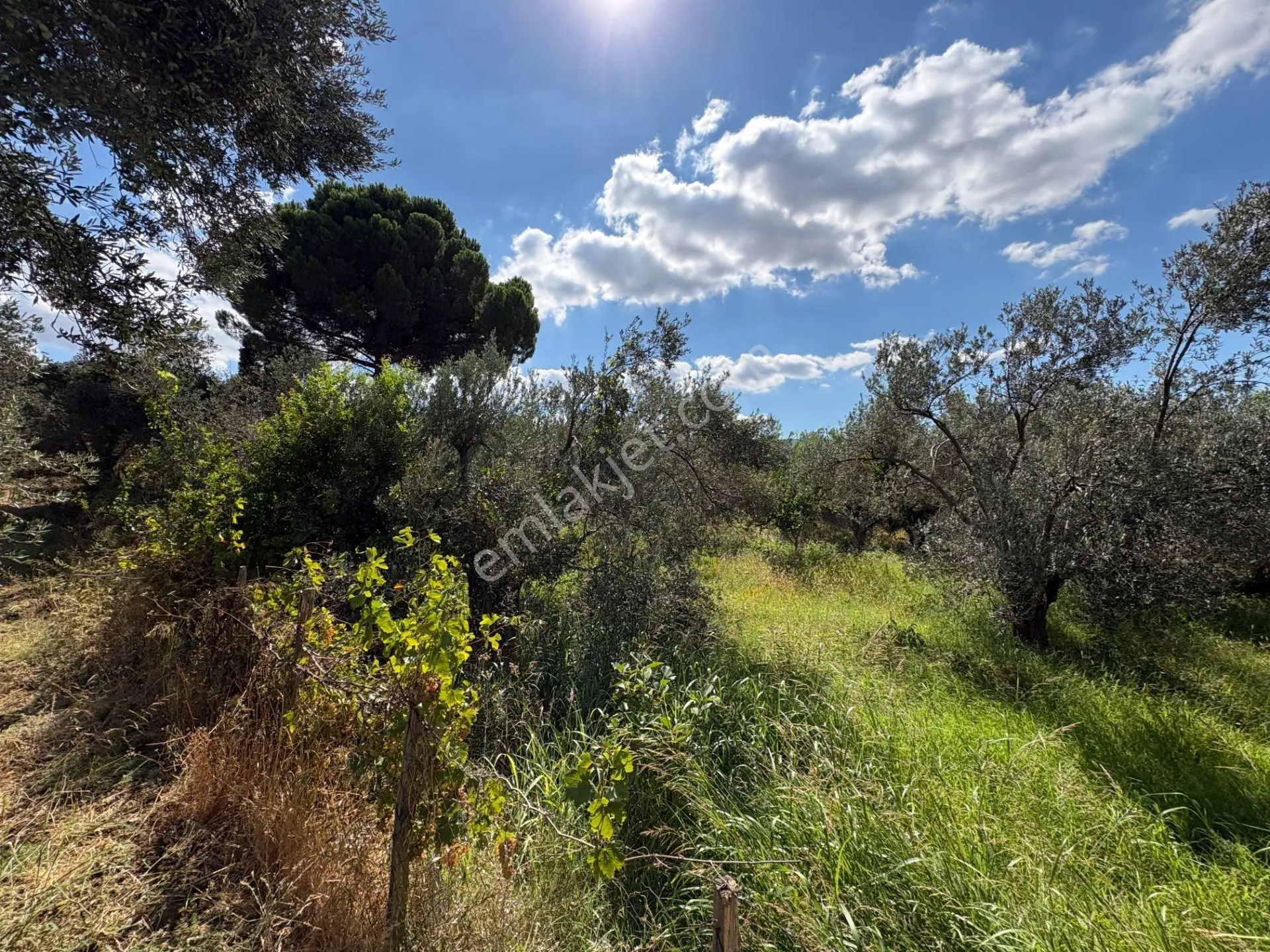 Mera Emlaktan Havran Temaşalık 1.400m2 10 Villalık İmaralı Arsa — fotoğraf 31