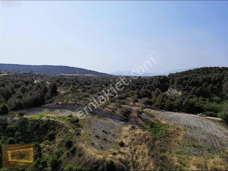 Saruhanlıda 13.660m2 Resmi Yolu Olan Satılık Bahçe — fotoğraf 3