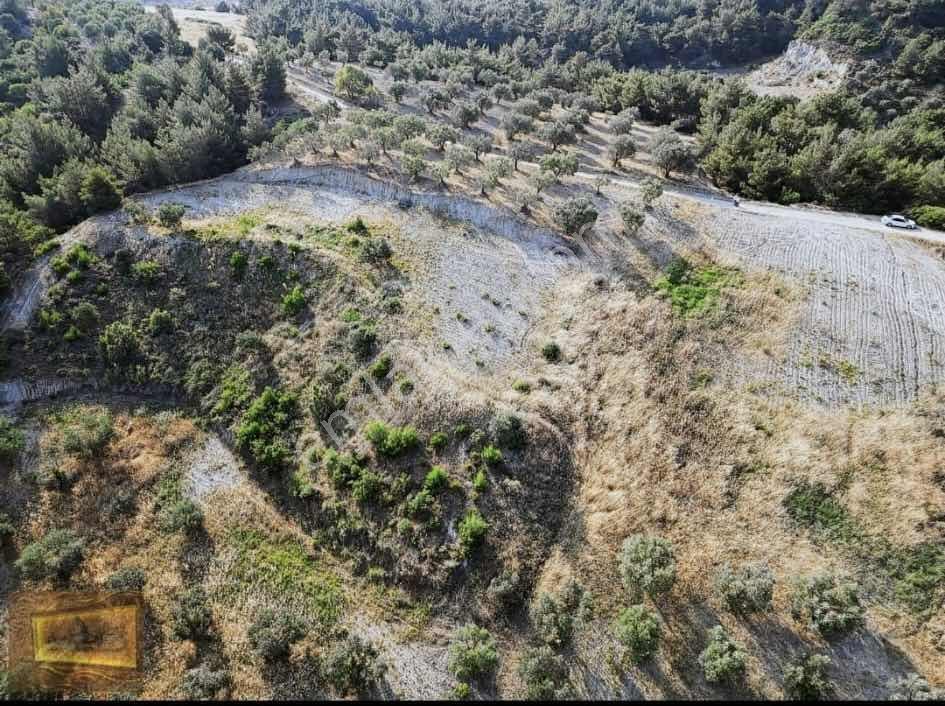 Saruhanlıda 13.660m2 Resmi Yolu Olan Satılık Bahçe — fotoğraf 4