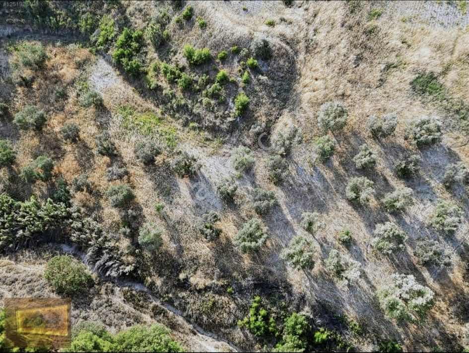 Saruhanlıda 13.660m2 Resmi Yolu Olan Satılık Bahçe — fotoğraf 5