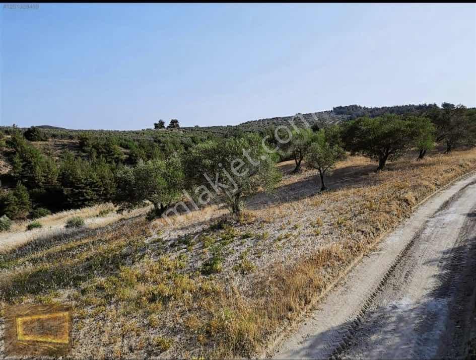 Saruhanlıda 13.660m2 Resmi Yolu Olan Satılık Bahçe — fotoğraf 6