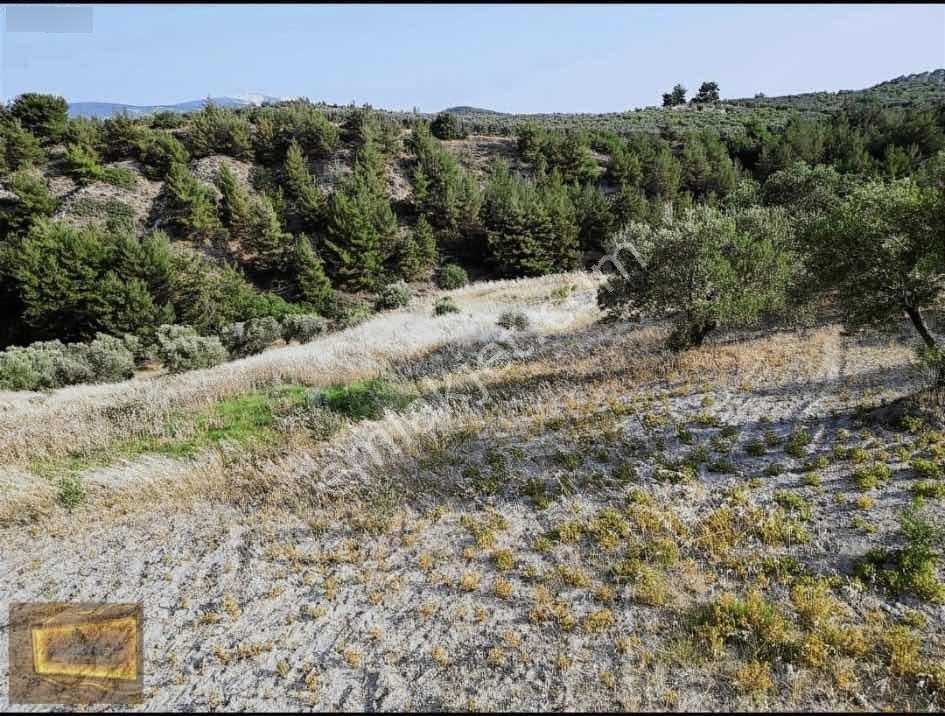Saruhanlıda 13.660m2 Resmi Yolu Olan Satılık Bahçe — fotoğraf 8