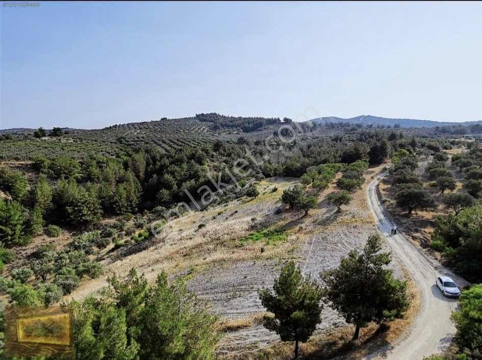 Saruhanlıda 13.660m2 Resmi Yolu Olan Satılık Bahçe — fotoğraf 9