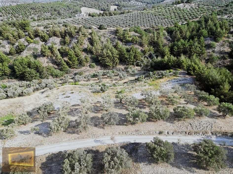 Saruhanlıda 13.660m2 Resmi Yolu Olan Satılık Bahçe — fotoğraf 15