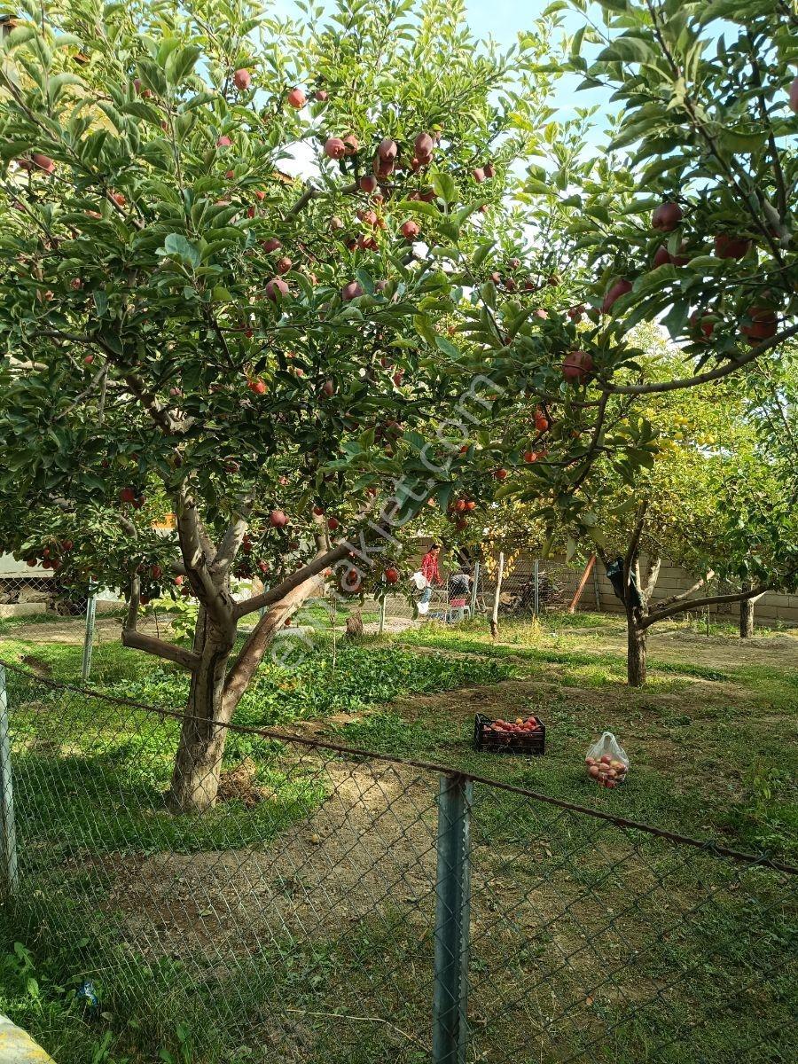 Şerefiye Mh. Satılık 800 M2 Arsa 4 Daire 300 M2 Ağaçlı Bahçe — fotoğraf 4