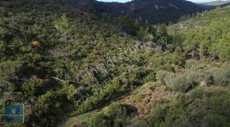 İzmir Seferihisar Orhanlıda Zeytin Ağaçlı Satılık Tarla
