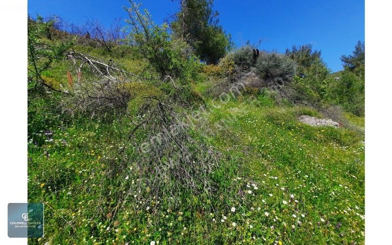 İzmir Seferihisar Orhanlıda Zeytin Ağaçlı Satılık Tarla — fotoğraf 2