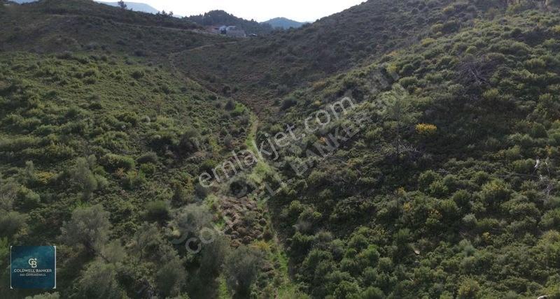 İzmir Seferihisar Orhanlıda Zeytin Ağaçlı Satılık Tarla — fotoğraf 3