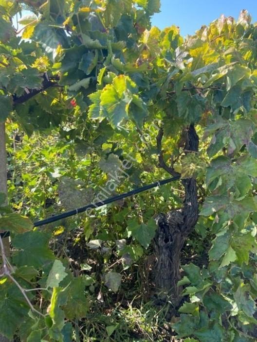 Üzüm Bağı Elektrik Su Damlama Mevcut — fotoğraf 9