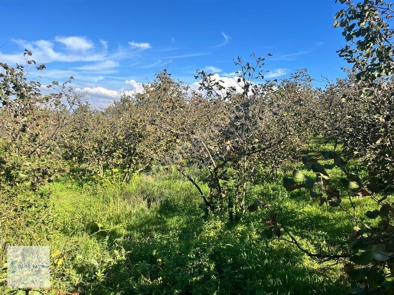 Öz-ak Tan Gölormanında 3-4 Parsele Bölünebilir 4.445 M2 Arsa — fotoğraf 16