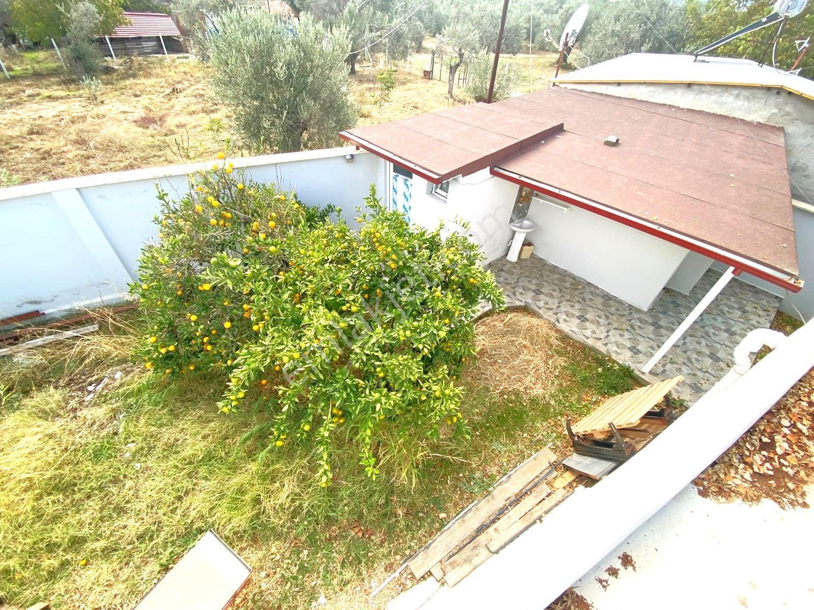 Aygül'den İskele'de 6.380m2 İçerisinde Meyve Ağaçlarıyla Çevrili Yola Cephe Satılık 2+1 Ev Ve Arazi — fotoğraf 15