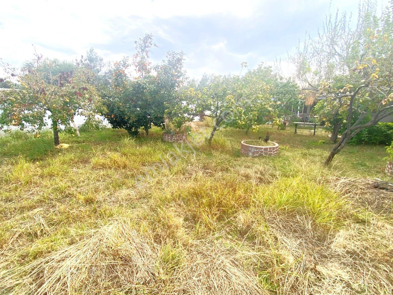 Aygül'den İskele'de 6.380m2 İçerisinde Meyve Ağaçlarıyla Çevrili Yola Cephe Satılık 2+1 Ev Ve Arazi — fotoğraf 20