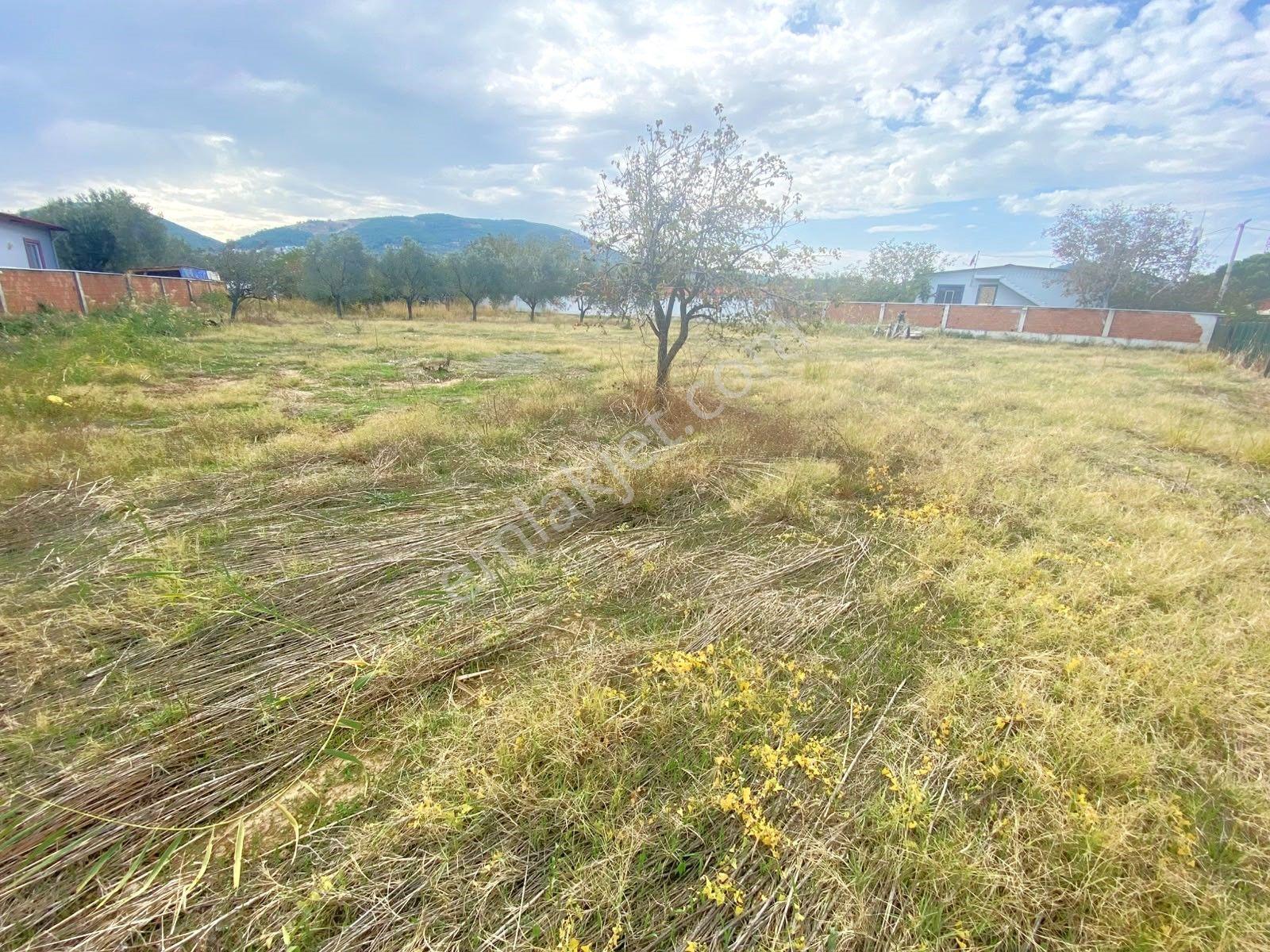 Aygül'den İskele'de 6.380m2 İçerisinde Meyve Ağaçlarıyla Çevrili Yola Cephe Satılık 2+1 Ev Ve Arazi — fotoğraf 23