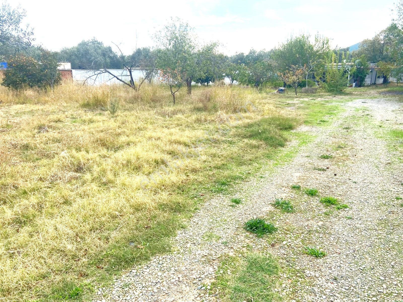 Aygül'den İskele'de 6.380m2 İçerisinde Meyve Ağaçlarıyla Çevrili Yola Cephe Satılık 2+1 Ev Ve Arazi — fotoğraf 25