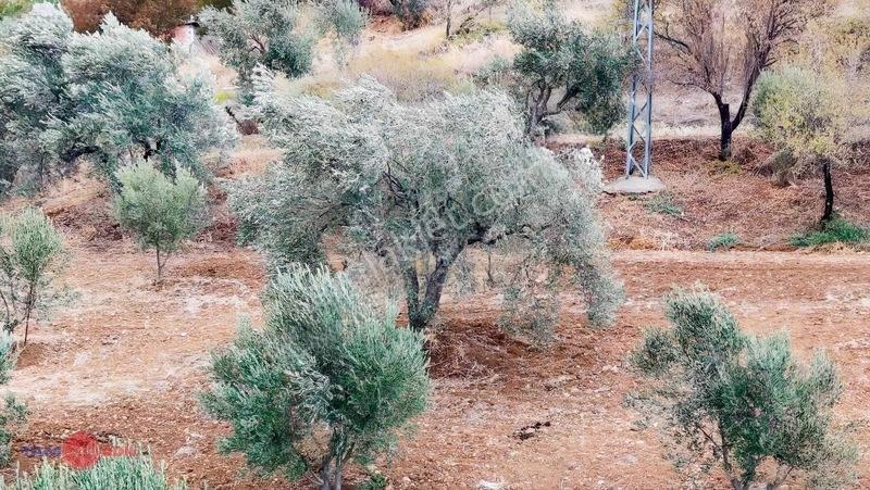 Bergama Sağancı Köyünde Muhteşem Bir Yatırımlık Arsa — fotoğraf 7