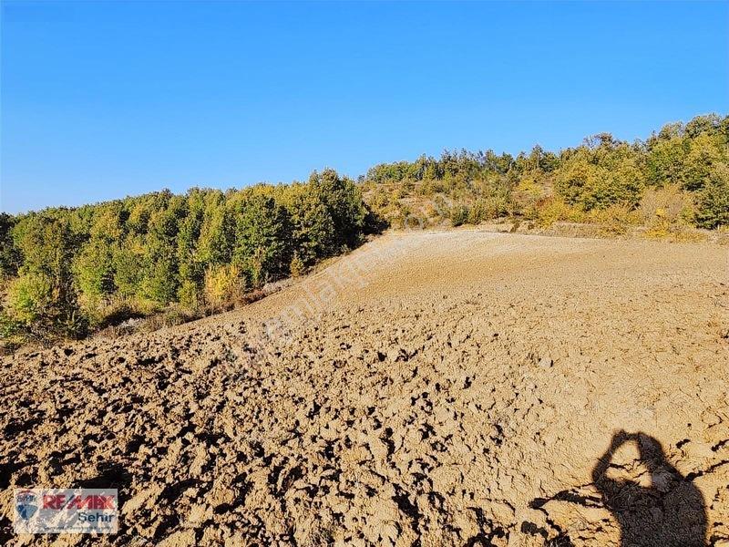 Yalova Altınova Aktoprak Köyünde 12.556m2 Satılık Tarla — fotoğraf 19