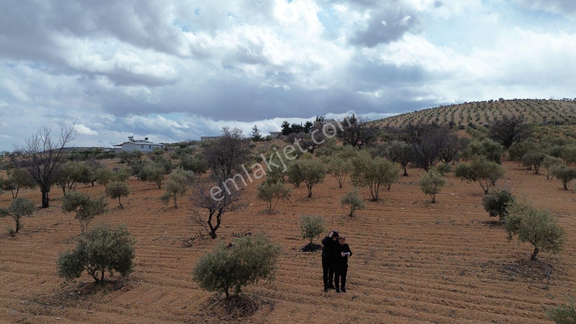 Repa Gayrimenkul Emin Darıcıoğlu Bilek Mah. Satılık Zeytinlik! — fotoğraf 8