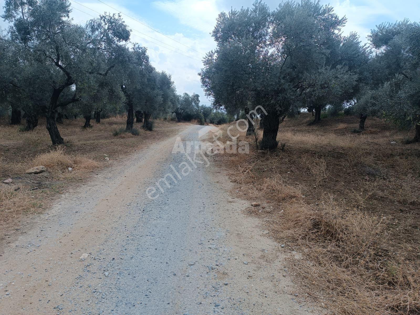Hıdırbeylide Bakımlı Verimli Ve Yola Cepheli Satılık Zeytinlik