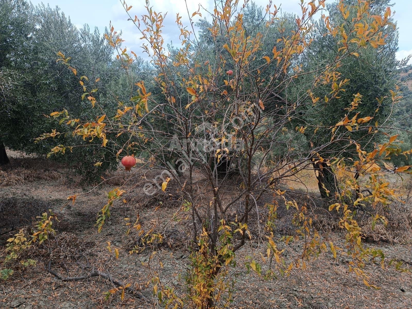Hıdırbeylide Bakımlı Verimli Ve Yola Cepheli Satılık Zeytinlik — fotoğraf 12