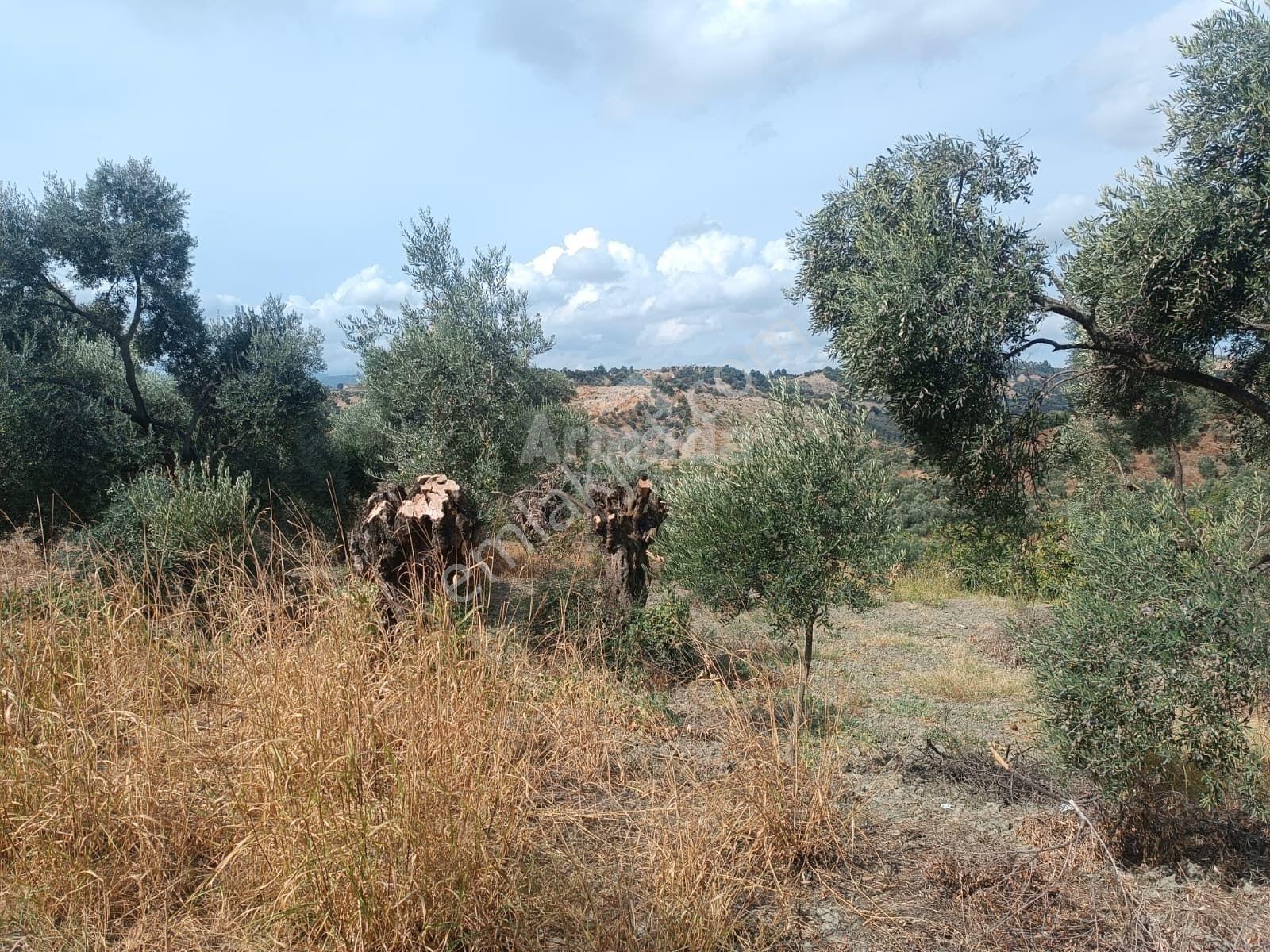 Hıdırbeylide Bakımlı Verimli Ve Yola Cepheli Satılık Zeytinlik — fotoğraf 24