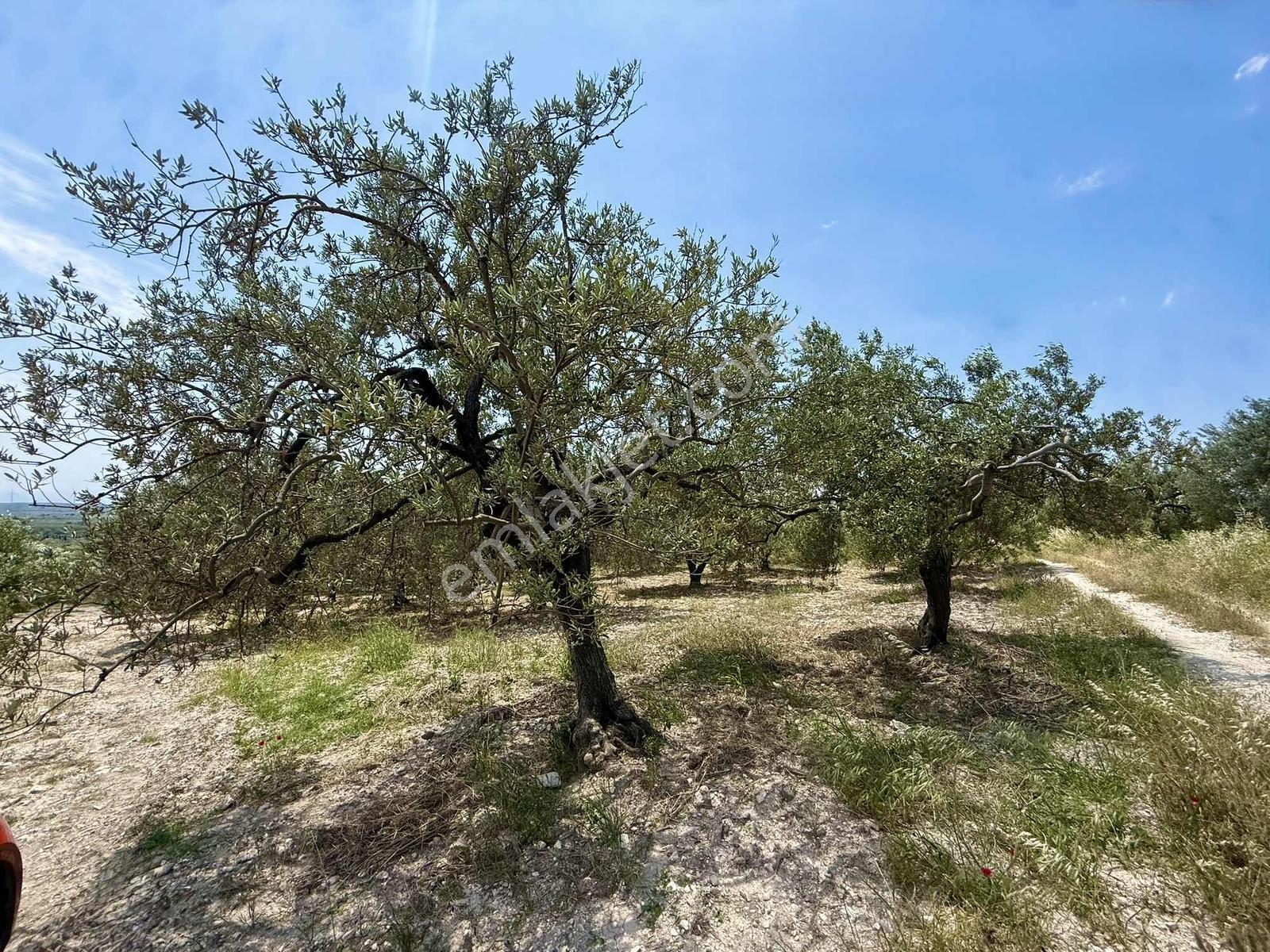 Akhisar Sünnetçilerde | 2537 M2 Zeytinlik | Köy'e 370 Mt Mesafe — fotoğraf 4