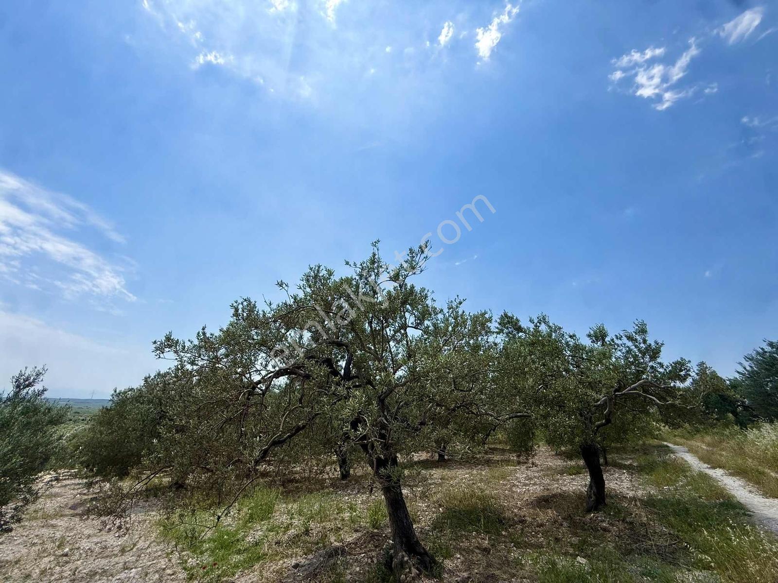 Akhisar Sünnetçilerde | 2537 M2 Zeytinlik | Köy'e 370 Mt Mesafe — fotoğraf 5
