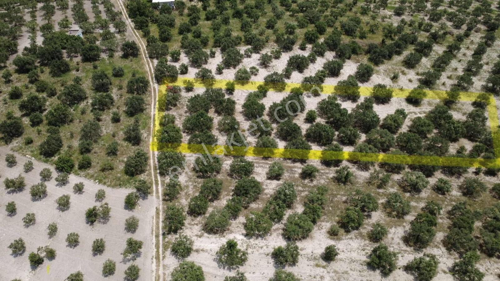 Akhisar Sünnetçilerde | 2537 M2 Zeytinlik | Köy'e 370 Mt Mesafe — fotoğraf 8