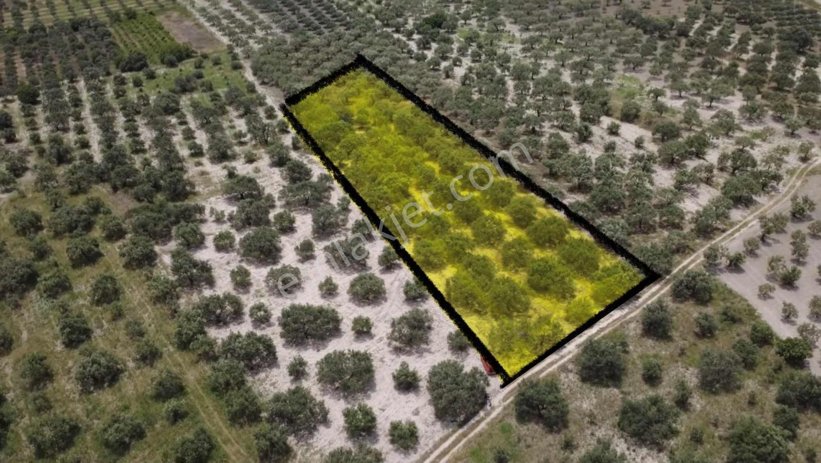 Akhisar Sünnetçilerde | 2537 M2 Zeytinlik | Köy'e 370 Mt Mesafe — fotoğraf 11