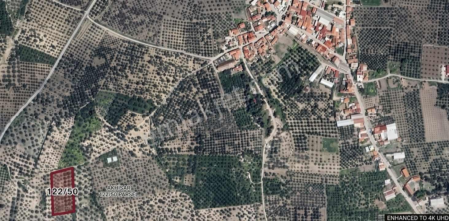 Akhisar Sünnetçilerde | 2537 M2 Zeytinlik | Köy'e 370 Mt Mesafe — fotoğraf 13
