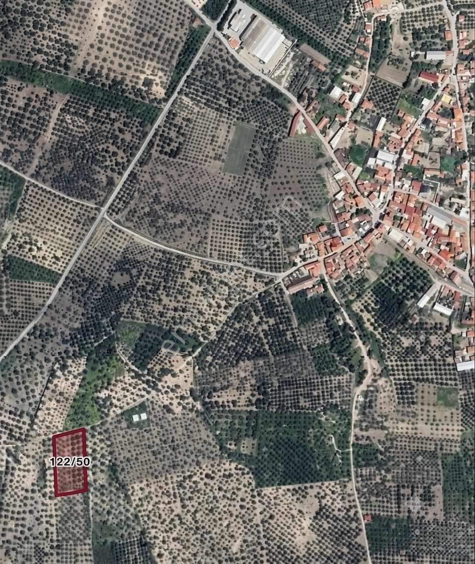 Akhisar Sünnetçilerde | 2537 M2 Zeytinlik | Köy'e 370 Mt Mesafe — fotoğraf 14