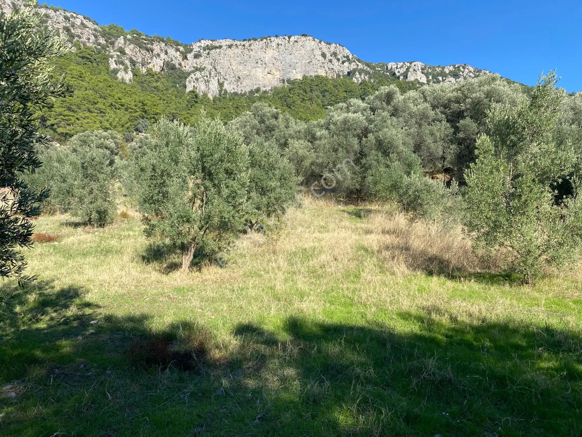Dalaman Kayadibi Mahallesi Satılık 2995 M² Zeytinlik — fotoğraf 2