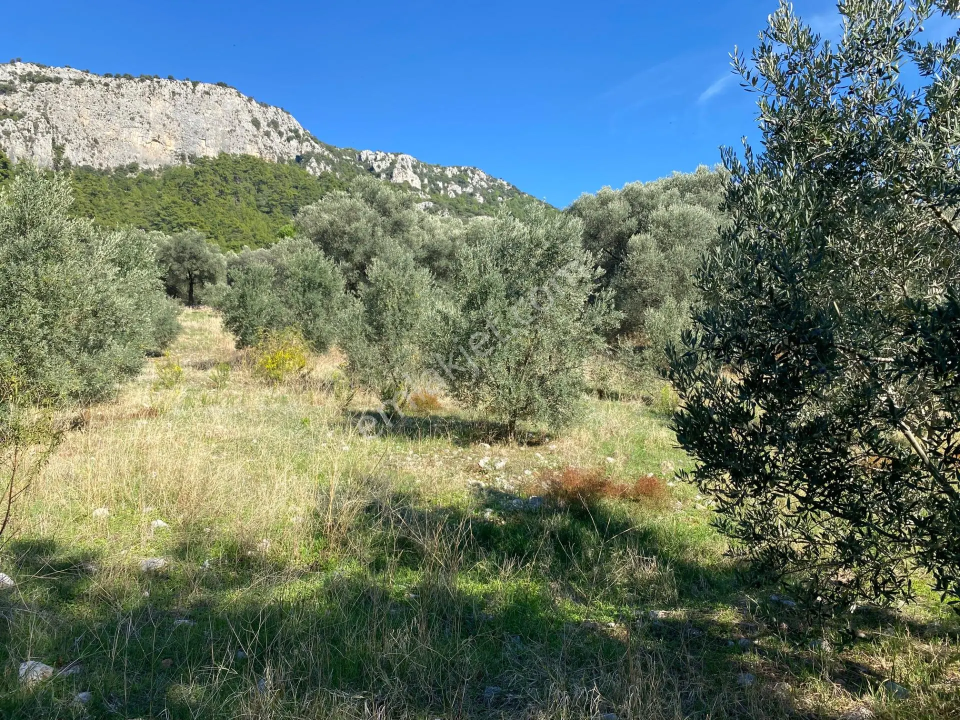Dalaman Kayadibi Mahallesi Satılık 2995 M² Zeytinlik — fotoğraf 3