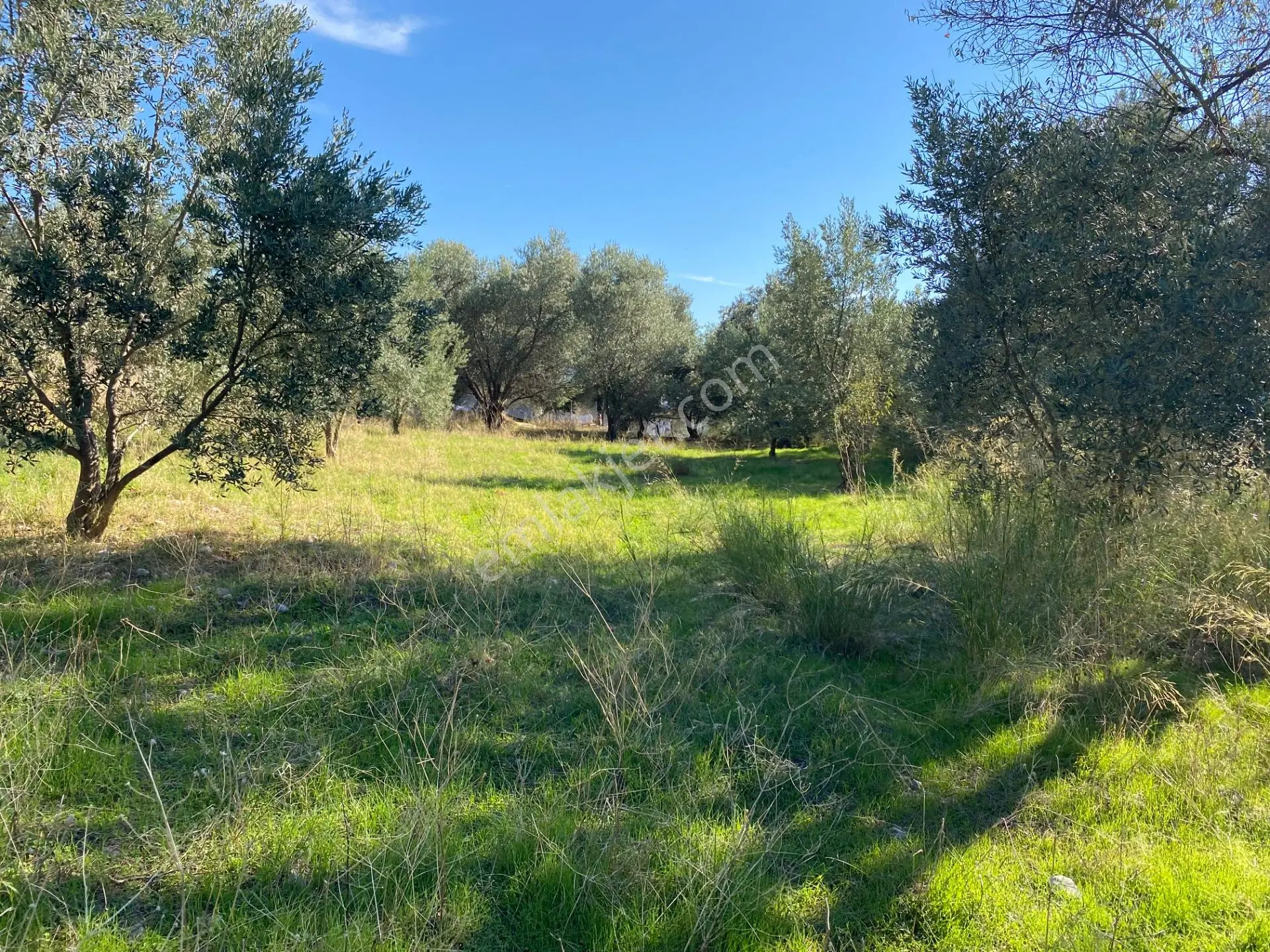 Dalaman Kayadibi Mahallesi Satılık 2995 M² Zeytinlik — fotoğraf 5