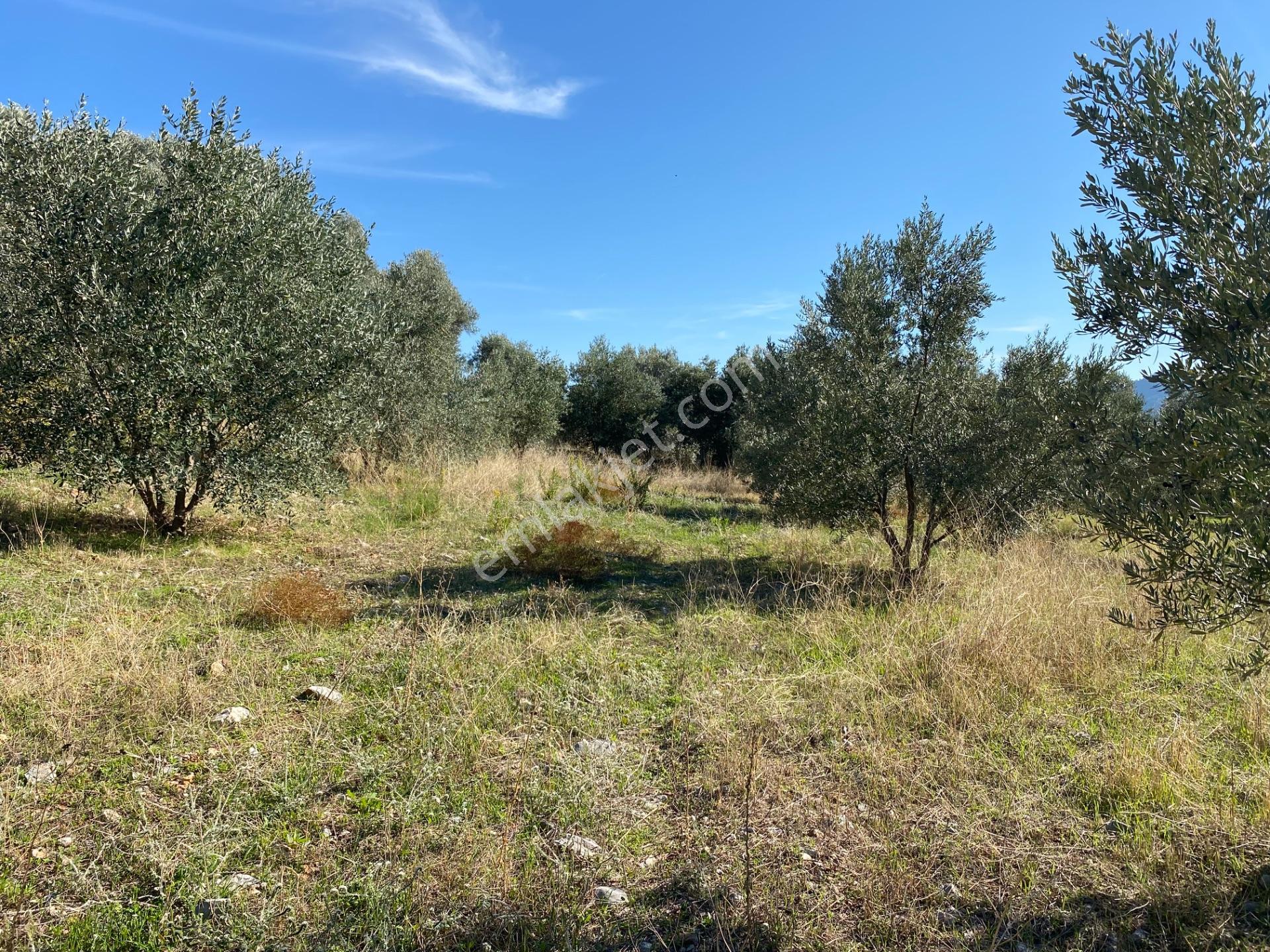 Dalaman Kayadibi Mahallesi Satılık 2995 M² Zeytinlik — fotoğraf 7