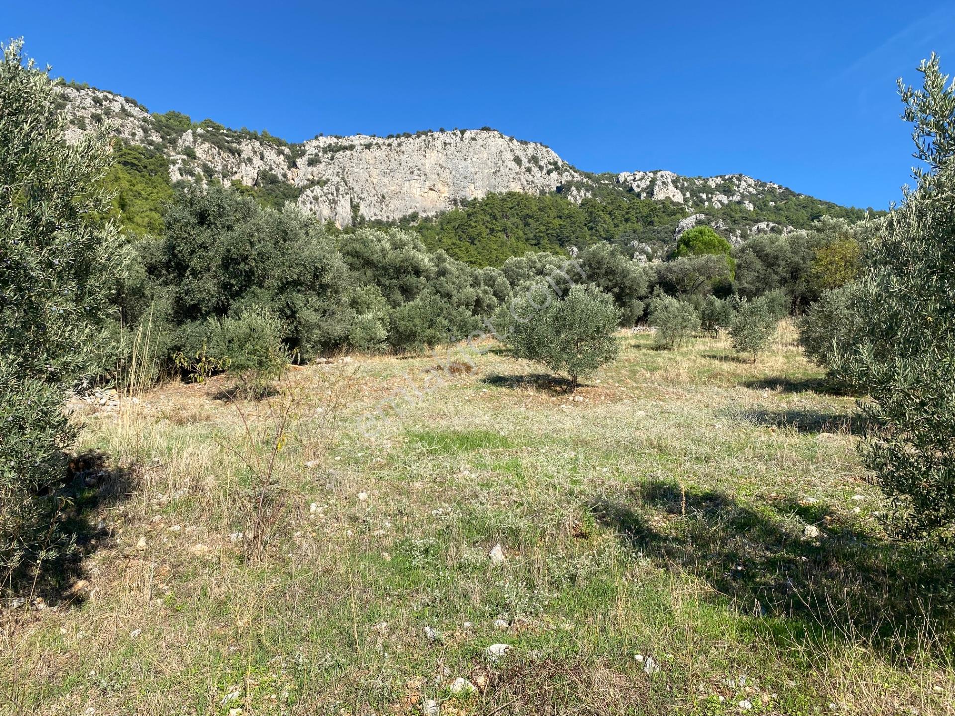 Dalaman Kayadibi Mahallesi Satılık 2995 M² Zeytinlik — fotoğraf 9