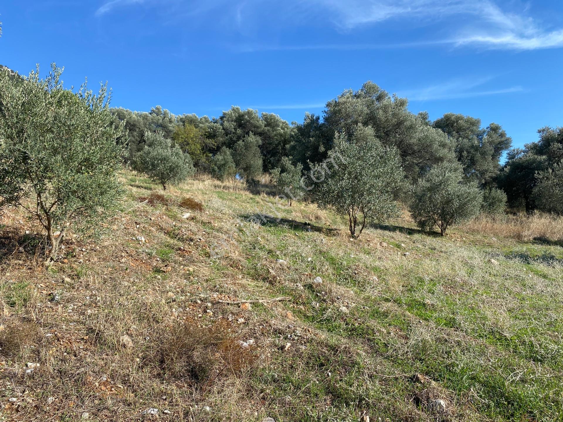 Dalaman Kayadibi Mahallesi Satılık 2995 M² Zeytinlik — fotoğraf 16