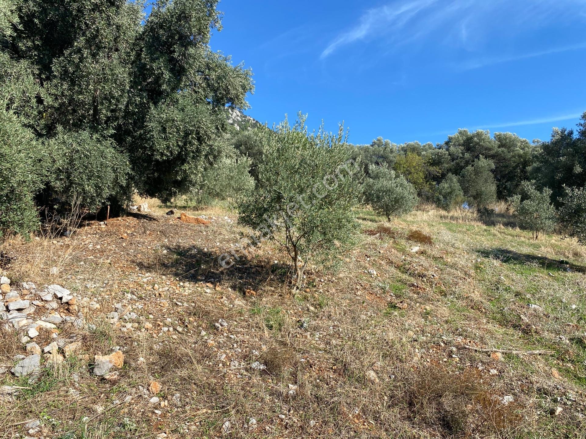 Dalaman Kayadibi Mahallesi Satılık 2995 M² Zeytinlik — fotoğraf 17