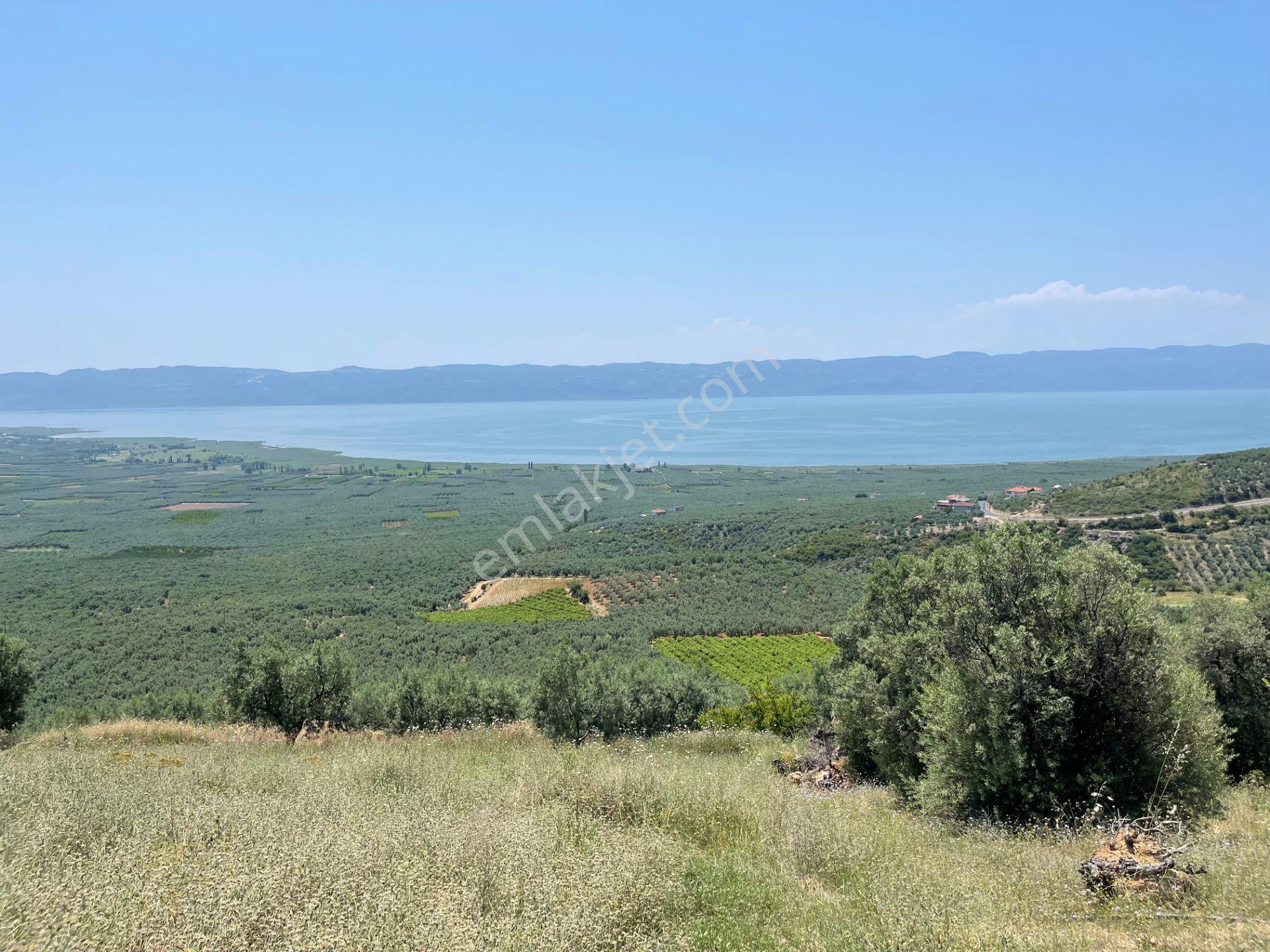 İznik Yürükler'De Panoramik Göl Manzaralı Satılık Zeytinlik