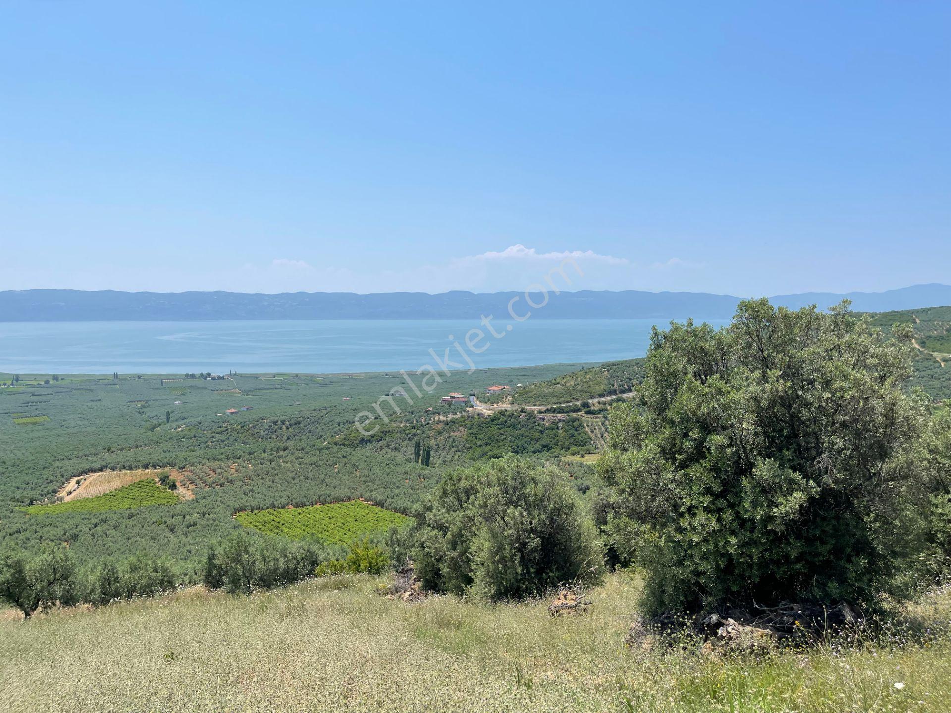 İznik Yürükler'de Panoramik Göl Manzaralı Satılık Zeytinlik — fotoğraf 2