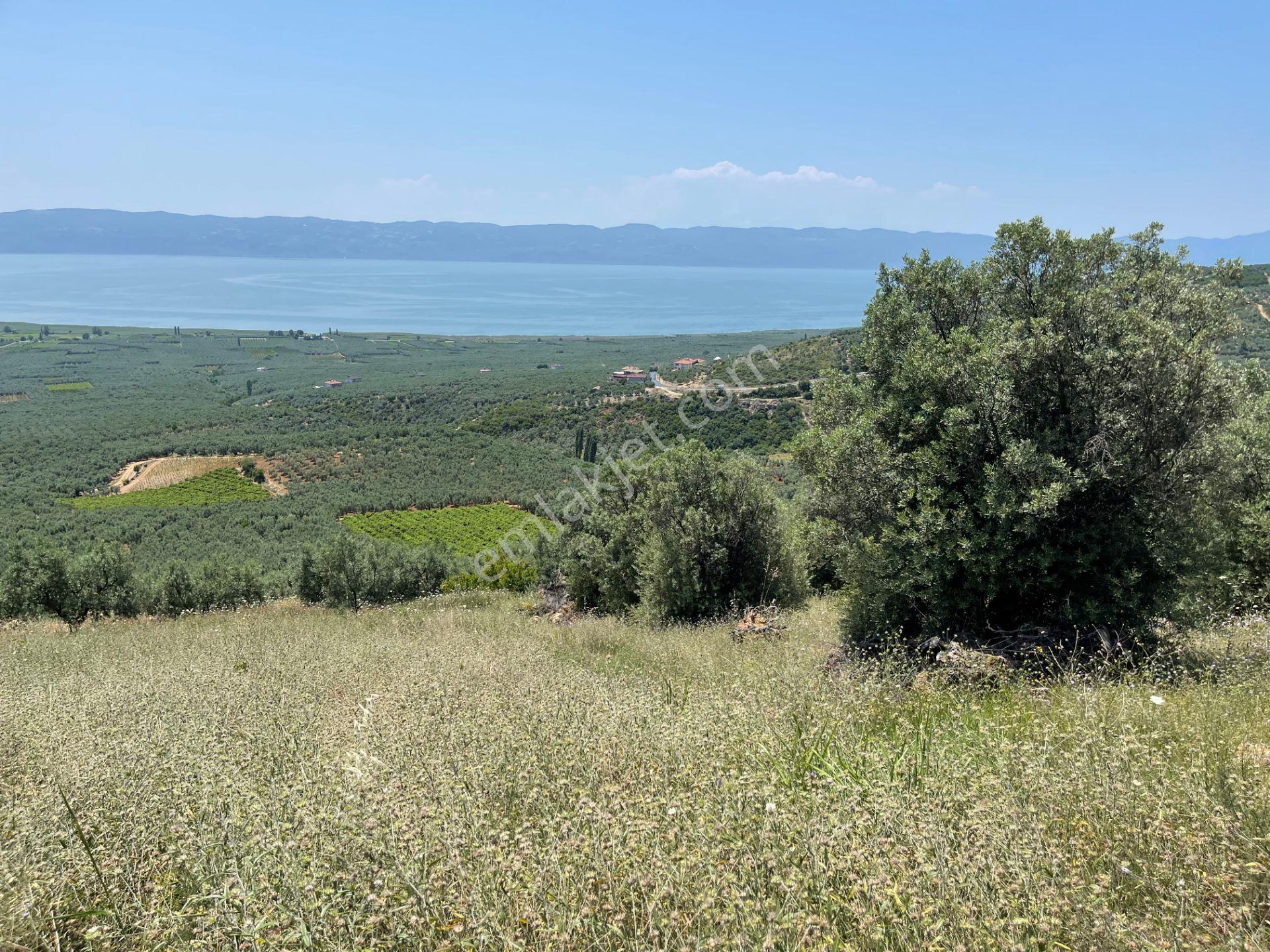 İznik Yürükler'de Panoramik Göl Manzaralı Satılık Zeytinlik — fotoğraf 3
