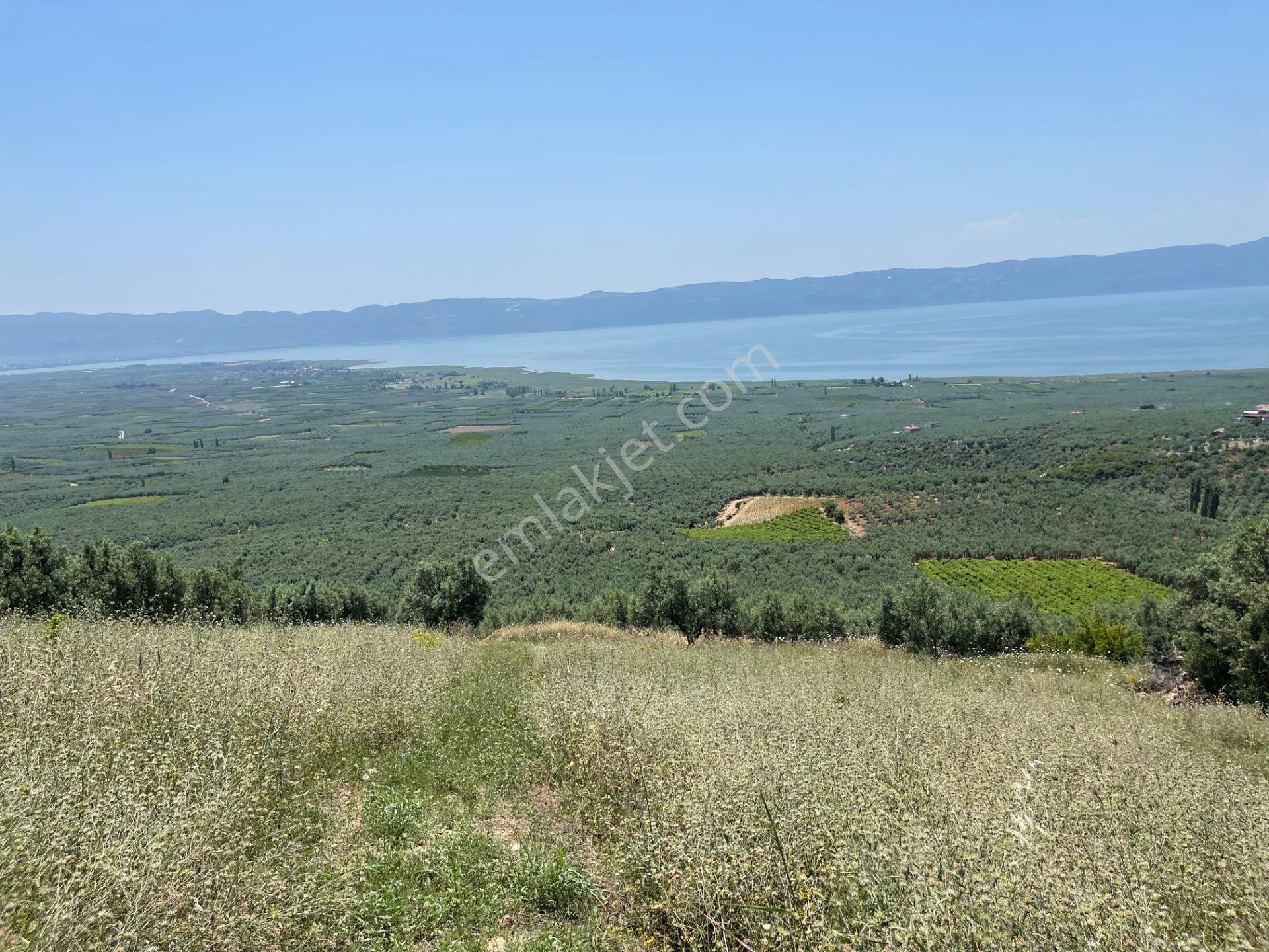 İznik Yürükler'de Panoramik Göl Manzaralı Satılık Zeytinlik — fotoğraf 4