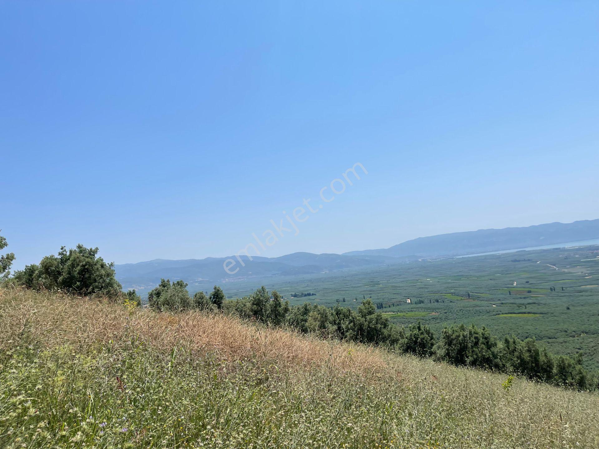 İznik Yürükler'de Panoramik Göl Manzaralı Satılık Zeytinlik — fotoğraf 5
