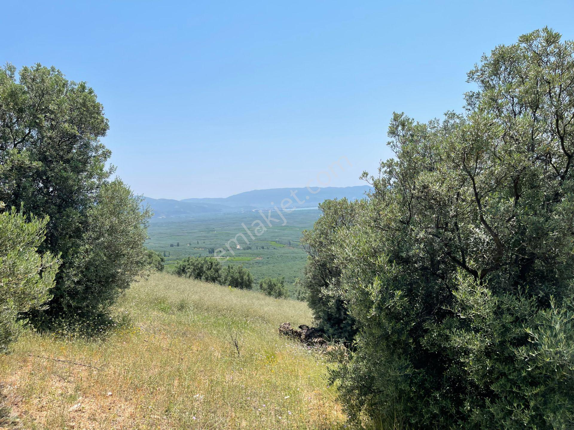İznik Yürükler'de Panoramik Göl Manzaralı Satılık Zeytinlik — fotoğraf 6