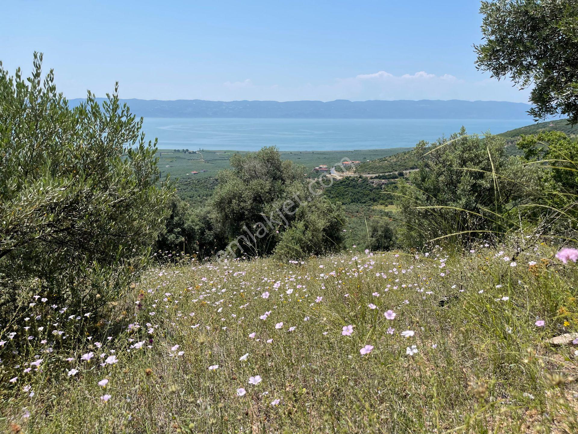 İznik Yürükler'de Panoramik Göl Manzaralı Satılık Zeytinlik — fotoğraf 7