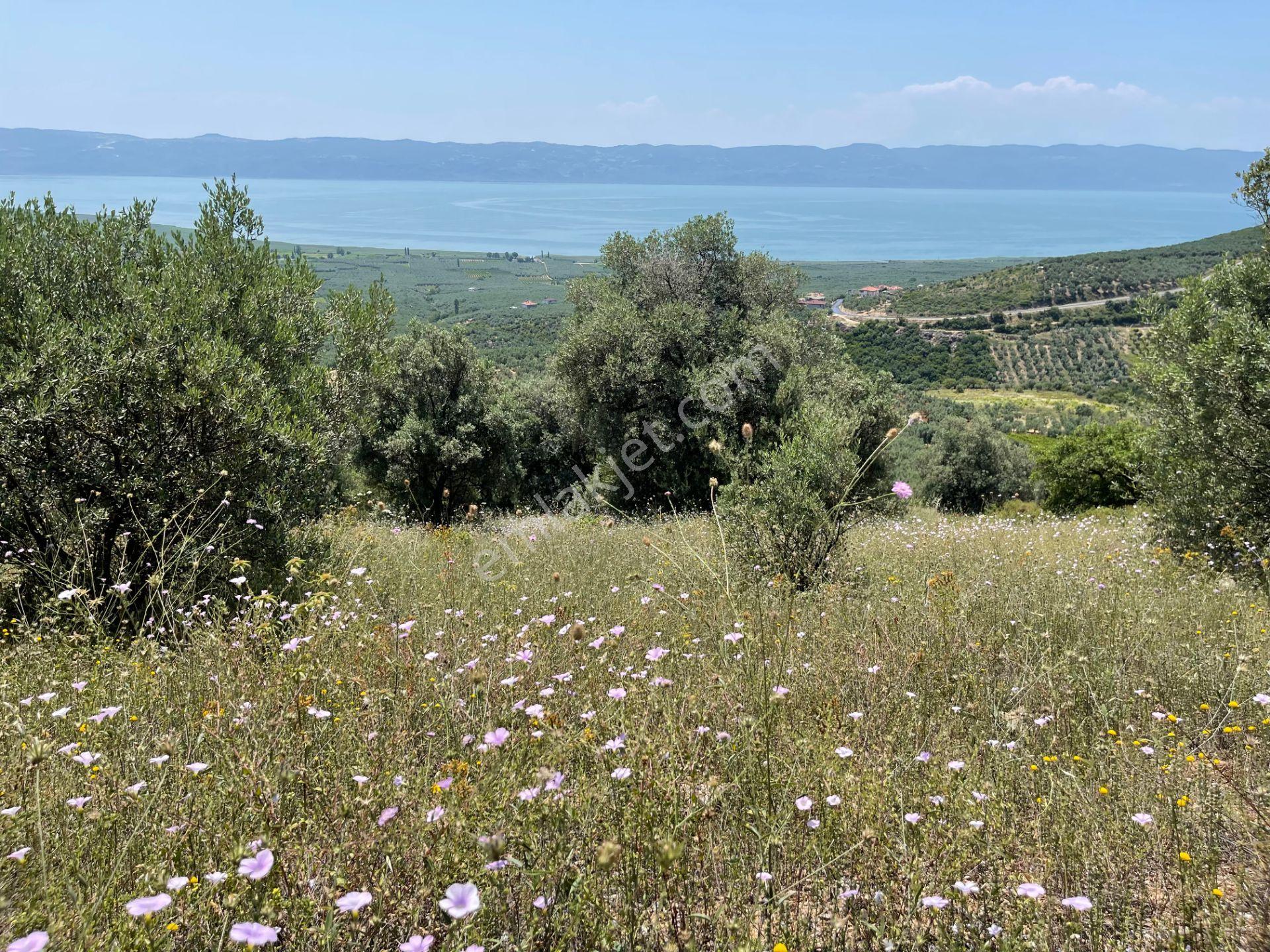 İznik Yürükler'de Panoramik Göl Manzaralı Satılık Zeytinlik — fotoğraf 8