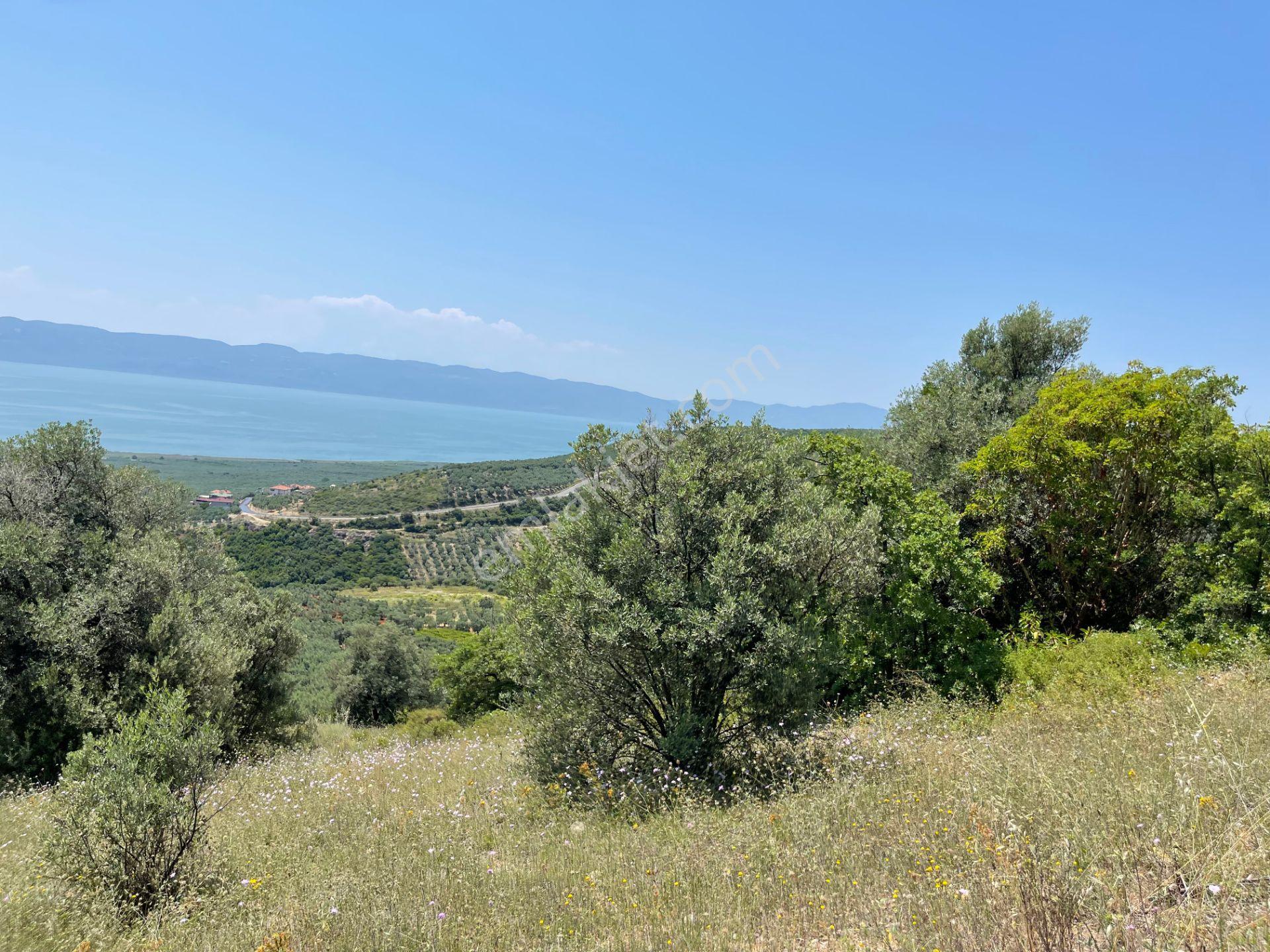 İznik Yürükler'de Panoramik Göl Manzaralı Satılık Zeytinlik — fotoğraf 9